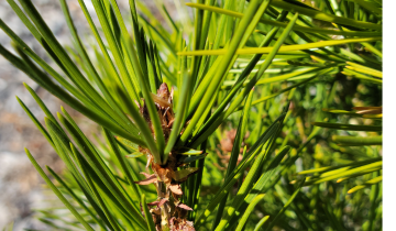 Close up of Lacebark Pine needles