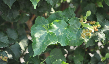 Close up of leaf on the Summer Sprite Littleleaf Linden
