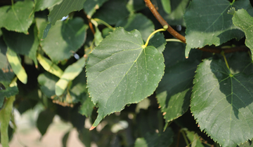 Close up of Greenspire Littleleaf Linden leaf