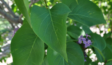 Close up of Ludwig Spaeth Lilac Leaf