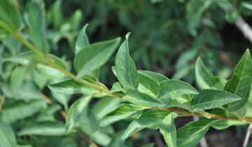 Close up of Lynwood Gold Forsythia leaf