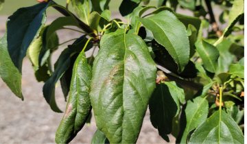 Close up of Marilee Crabapple leaf