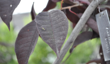 Close up of Merlot Common Birdcherry leaf