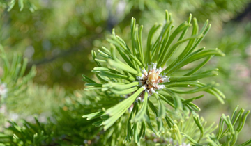 Close up of needles on Mint Truffle Bosnian Pine