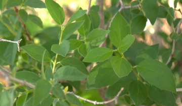 Close up of Mock Orange leaf