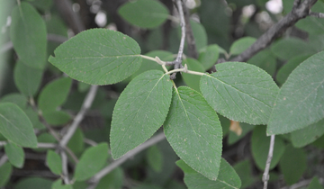 Close up of Mohican Viburnum leaf