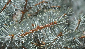 Close up of Montgomery Blue Spruce needles