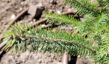 Close up of Montrose Charm Spruce leaf