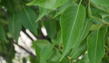 Close up of Nannyberry Viburnum leaf