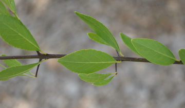 Close up of New Mexican Privet leaf