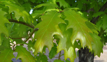 Close up of Northern Red Oak leaf