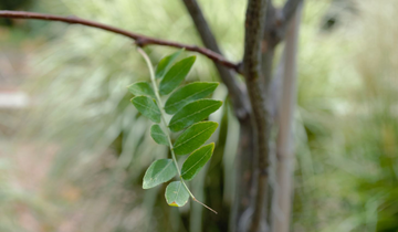Close up of leaves on Northern Sentinel Honeylocust