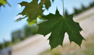 Close up of leaf on Norwegian Sunset Maple