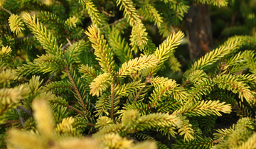 Close up of Skylands Oriental Spruce needles