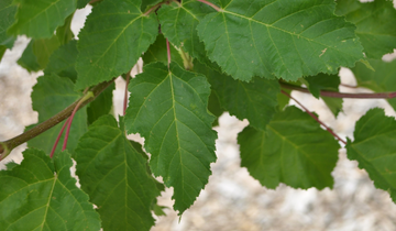 Close up of tatarian maple leaf