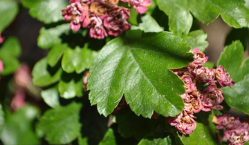 up close image of Paul's Scarlet Hawthorn leaf