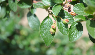 Close up of Peking Cotoneaster leaf