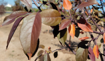 Close up of Perfect Purple Crabapple leaf