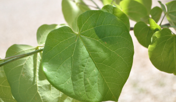 Close up of Pink Poms Poms Redbud leaf