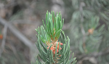 Close up of Pinyon Pine needles