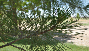 Close up of Ponderosa Pine needles