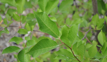 Close up of Possumhaw Viburnum leaf