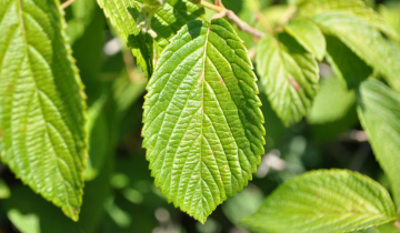 Close up of Prague Viburnum Leaf