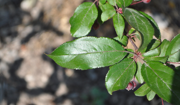 Close up of Prairifire Crabapple leaf