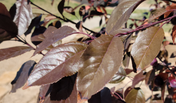 Close up of Prairifire Crabapple leaf