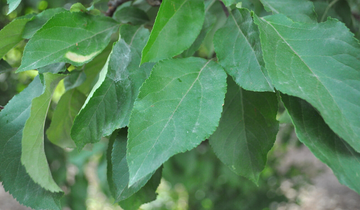 Close up of Radiant Crabapple leaf