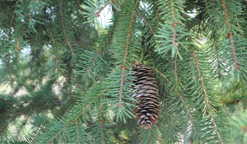 Close up of Red Tipped Norway Spruce needles