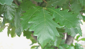 Close up of Regal Prince Oak leaf