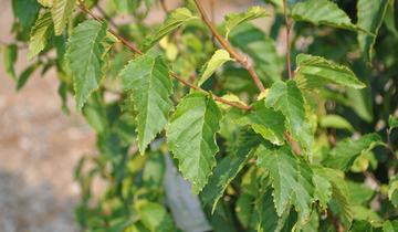 Close up of Rising Fire American Hornbeam leaf