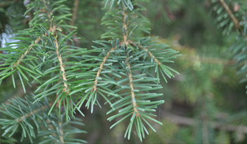 Close up of Riverside Serbian Spruce needles