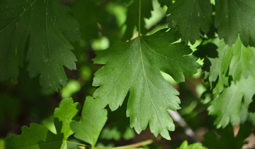 Close up of Rocky Mountain Maple leaf