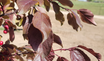 Close up of Royalty Crabapple leaf