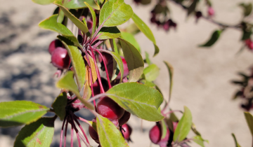 Close up of Ruby Dayze leaf