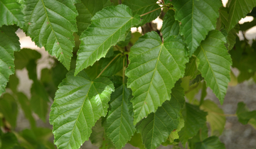 Close up of tatarian maple leaf