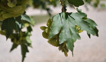Close up of Rugged Ridge Maple leaf
