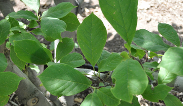 Close image of Rustica Rubra Saucer Magnolia leaf