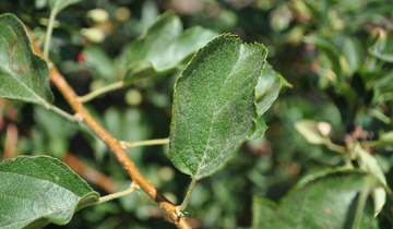 Close up of Sargent Tina Crabapple leaf