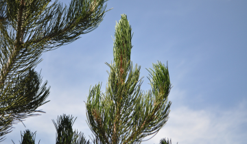 Close up of Satellite Bosnian Pine Leaf