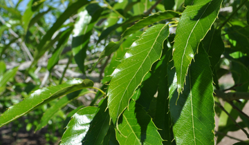 Close up of Sawtooth Oak leaf