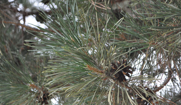 Close up of Scotch Pine needles