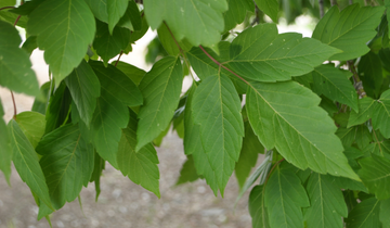 Close up of sensation box elder leaf