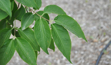 Close up of Seven-Sons Flower tree leaf