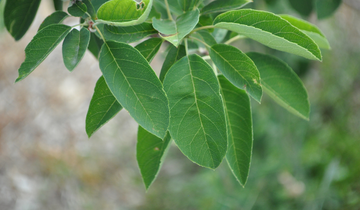 Close up of Shadblow Serviceberry leaf