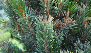 Close up of Sherwood Dwarf Bristlecone Pine needles