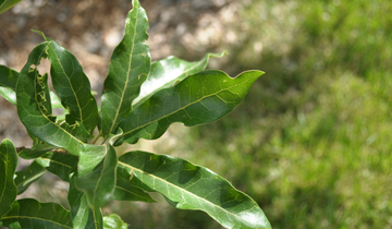 Close up of Shingle Oak leaf