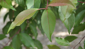 Close up of leaf of Showtime Crabapple